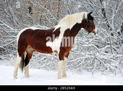 Beautiful paint vanner draft horse in winter snow park Stock Photo