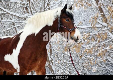 Beautiful paint vanner draft horse in winter snow park Stock Photo