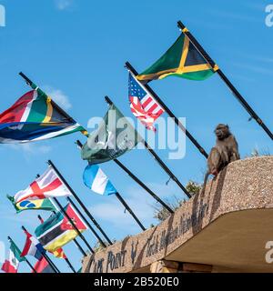 Cape Point, Western Cape, South Africa. Dec 2019.  A Chacma baboon among flags at Cape Point in the Table Mountain National Park, South Africa. Stock Photo