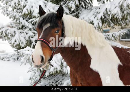 Beautiful paint vanner draft horse in winter snow park Stock Photo