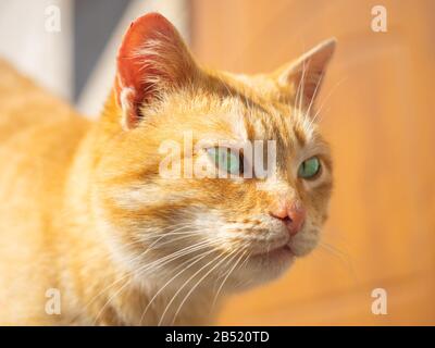 Portrait of a ginger cat in sunny day outdoor. Stock Photo