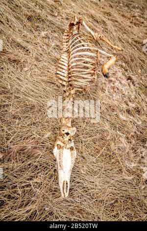 Rotting meat on a deer carcass in the wilderness Stock Photo