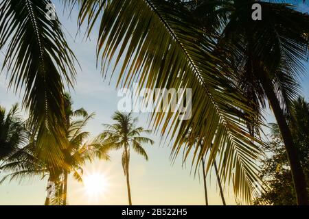 Close palm fronds frame distant tree as sunrises behind in typicaly tropical scene. Stock Photo