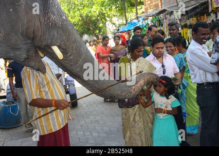 A temple elephant giving blessings to people (Pondicherry, India) Stock Photo