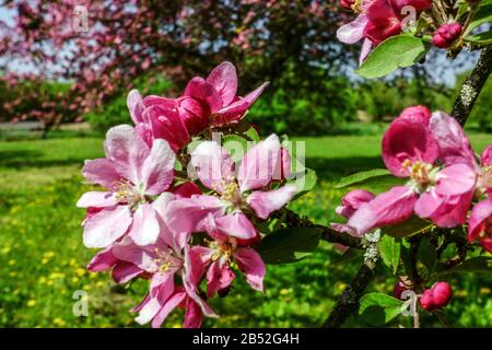 Spring trees in bloom in sunny day, nice wearher, close up flower on apple tree twig Stock Photo