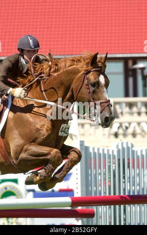 Spruce Meadows Continental 2004 Nexen Cup, Tamie Phillips riding Lamborghini Z Stock Photo