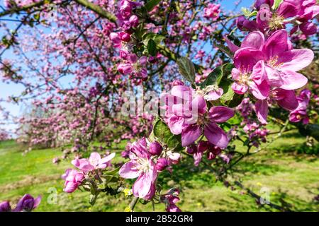 Spring trees bloom, flowers on sunny day, nice weather, close up flower on apple tree twigs Stock Photo