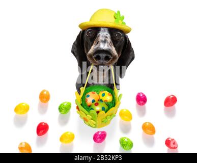 happy easter  dachshund sausage  dog with  funny colourful eggs in a basket   for the holiday season Stock Photo