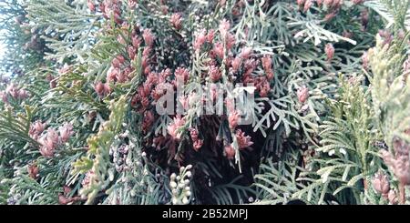 Thuja green branches closeup. Blurred thuja background. Stock Photo