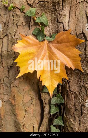 Maple leave on the bark of an tree. Stock Photo