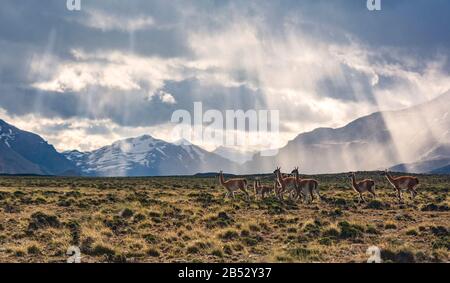 A wanaco herd runs freely in the Parque Nacional Perito Moreno with the Andes as a backdrop, Patagonia Argentina Stock Photo