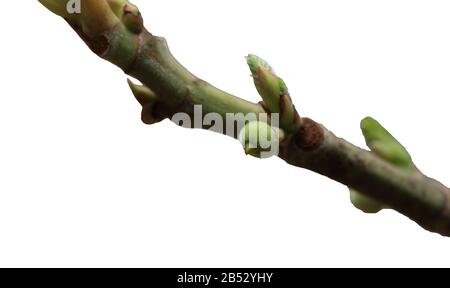 Fig tree Stock Photo