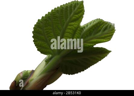 Fig tree Stock Photo