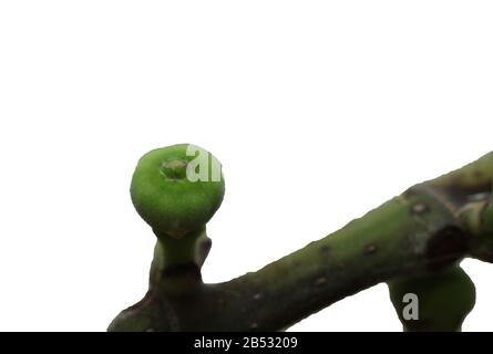 Fig tree Stock Photo