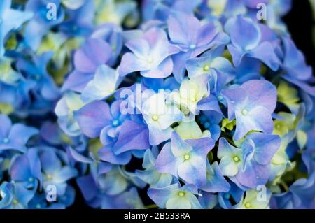 Beautiful blossoming tender blue  hydrangea flowers texture, close up view Stock Photo