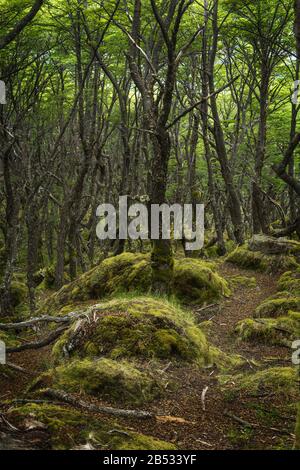 Enchanted forest at Estancia Huemul, Patagonia Argentina Stock Photo