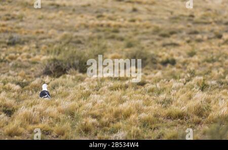 Seagull in the grasslands of Parque Nacional Monte Leon, Patagonia Argentina Stock Photo