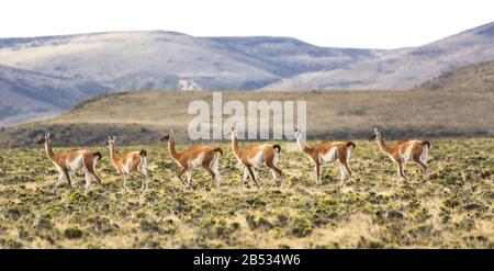 A single guanaco in the herd stares back at the viewer, Parque Nacional Monte Leon, Patagonia Argentina Stock Photo
