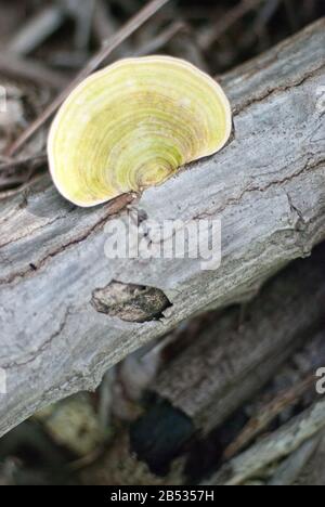 Tree Fungus Stock Photo