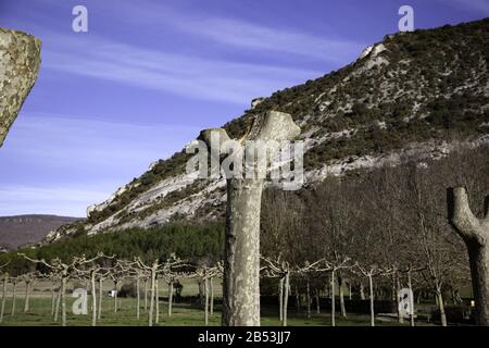 Trees felled in forest, environment and nature Stock Photo