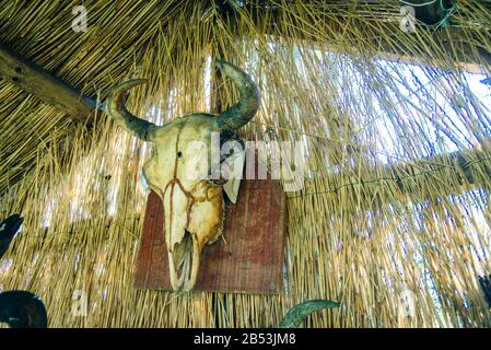 the bull's skull hanging on the wall of the house Stock Photo