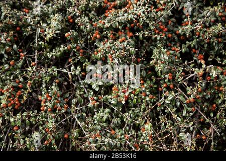 Rosehip plant in forest, agriculture and flowers, nature