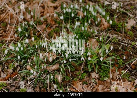 First Flowers in Spring - Snowdrops Growing on a meadow.