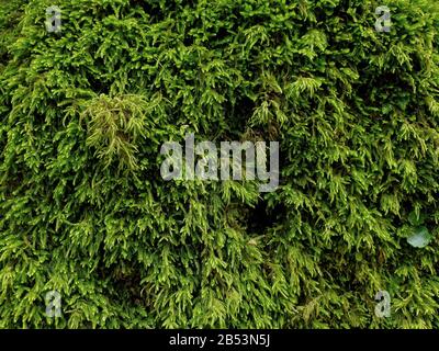 Wild green musk wall surface texture pattern wallpaper background  Stock Photo