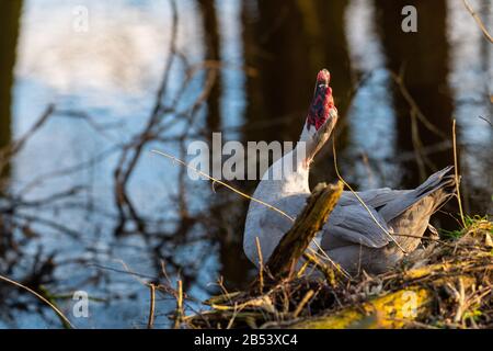 two  warty ducks are on a small river in northern germany Stock Photo