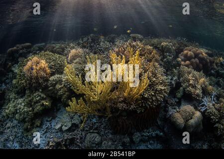 A gorgonian and many other types of coral grow in the shallows near a mangrove forest in Raja Ampat. This area is known for high marine biodiversity. Stock Photo