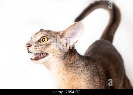 Angry or hungry cat looking. Studio shoot on white background Stock Photo