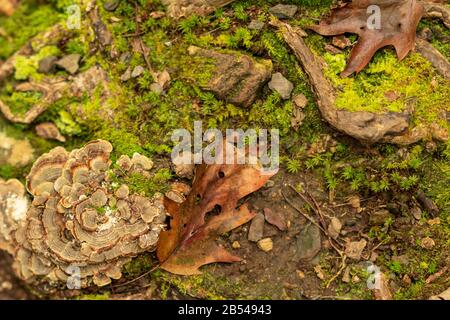 Hiking on the Appalachian Trail in Virginia Stock Photo