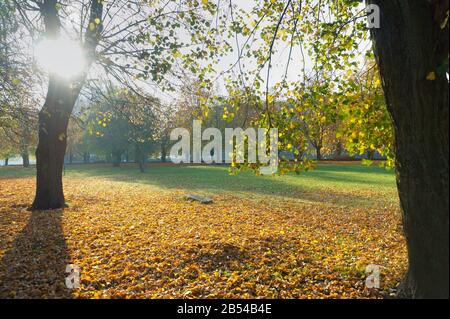 branches of trees with yellow leaves, autumn landscape Golden foliage Stock Photo