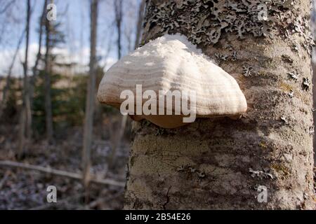 A Tinder Conk mushroom, Fomes fomentarius, growing on a lichen covered red alder, Alnus rubra, along the lower end of Callahan Creek, in Troy, Montana Stock Photo