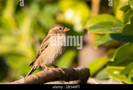 House Sparrow, Passer Domesticus, wild bird in a British Garden Stock Photo
