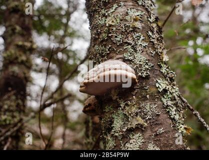 Tinder Conk mushroom (Fomes fomentarius) growing on a lichen covered red birch tree (Betula occidentalis), in a flood plane along the Kootenai River Stock Photo