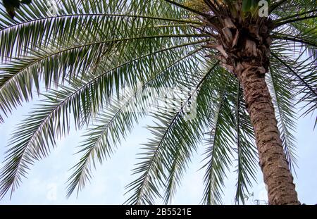 looking up the trunk of a beautiful green Florida palm tree Stock Photo