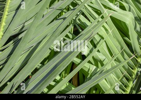 Coconut palm tree leaf, beautiful tropical background Stock Photo