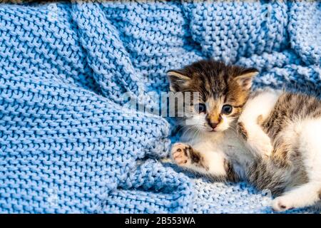 Cute tabby kitten relaxing on blue blanket, with blue eyes wide open looking at the camera. Close up Stock Photo