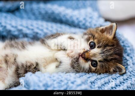 Cute tabby kitten relaxing on blue blanket, with blue eyes wide open looking at the camera. Close up Stock Photo