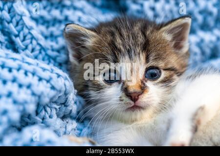 Cute tabby kitten relaxing on blue blanket, with blue eyes wide open looking at the camera. Close up Stock Photo