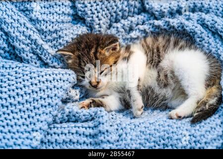 Cute tabby kitten sleeping on blue blanket, with blue eyes wide open looking at the camera. Close up Stock Photo