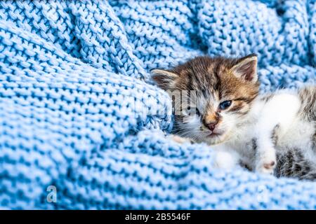 Cute tabby kitten relaxing on blue blanket, with blue eyes wide open looking at the camera. Close up Stock Photo