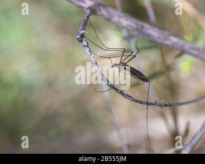 Crane fly is a common name referring to any member of the insect family Tipulidae. Stock Photo