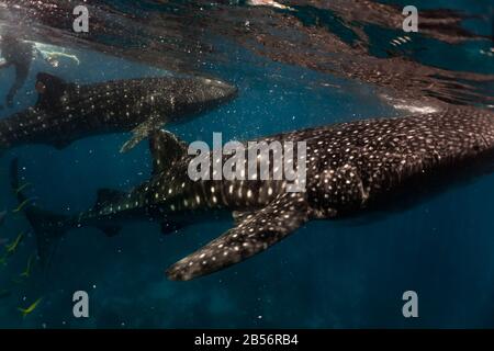 Close encounter with a whaleshark (Rhincodon typus) while feeding at the surface. Oslob, Cebu Stock Photo