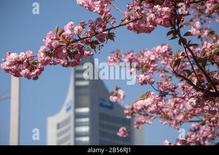 Leipzig, Germany, 18-04-2019 Prunus serrulata or Japanese cherry in the center of Leipzig on the "Johannisplatz" Stock Photo