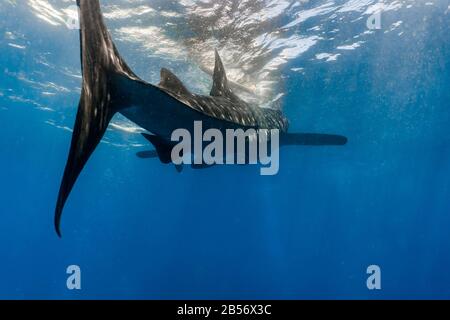 Close encounter with a whaleshark (Rhincodon typus) while feeding at the surface. Oslob, Cebu Stock Photo