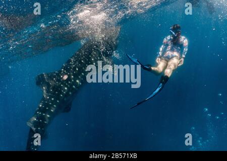 Whale shark (rhincodon typus) diving and close interaction in Oslob, Philippines. Stock Photo