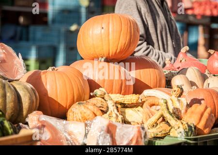 Various species of pumkin for sale on the stalls of Brno farmers market in Czech Republic in autumn. Part of the Cucurbita family, pumpkins are a wint Stock Photo