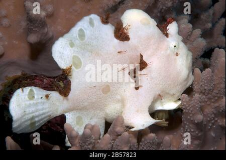 (Antennarius pictus), Rundflecken Anglerfisch, Gemalter Anglerfisch, Anglerfisch, Rundflecken-Anglerfisch, Painted frogfish, Rotes Meer, Red Sea Stock Photo